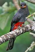 Slaty-tailed Trogon