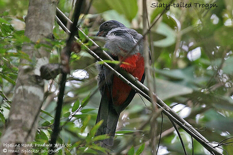 Trogon de Masséna