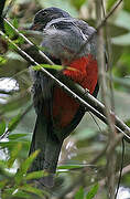 Slaty-tailed Trogon