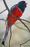 Elegant Trogon