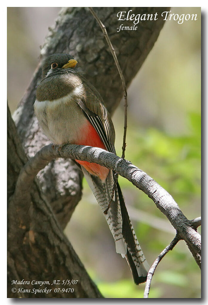 Trogon élégant femelle adulte