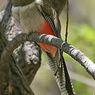 Trogon élégant