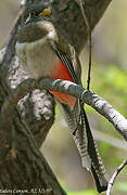 Elegant Trogon