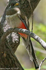 Trogon élégant