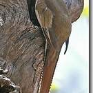 Trogon élégant