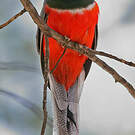 Trogon élégant