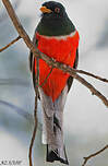 Trogon élégant