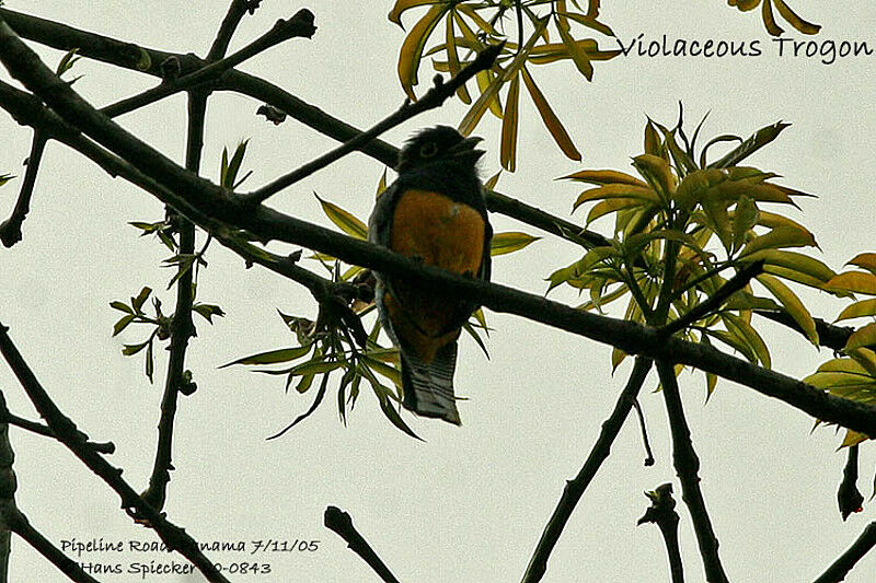 Trogon violacé