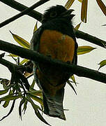 Guianan Trogon