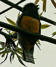 Trogon violacé