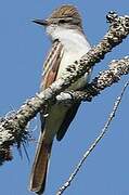 Ash-throated Flycatcher