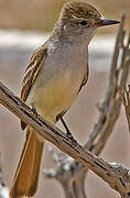 Ash-throated Flycatcher