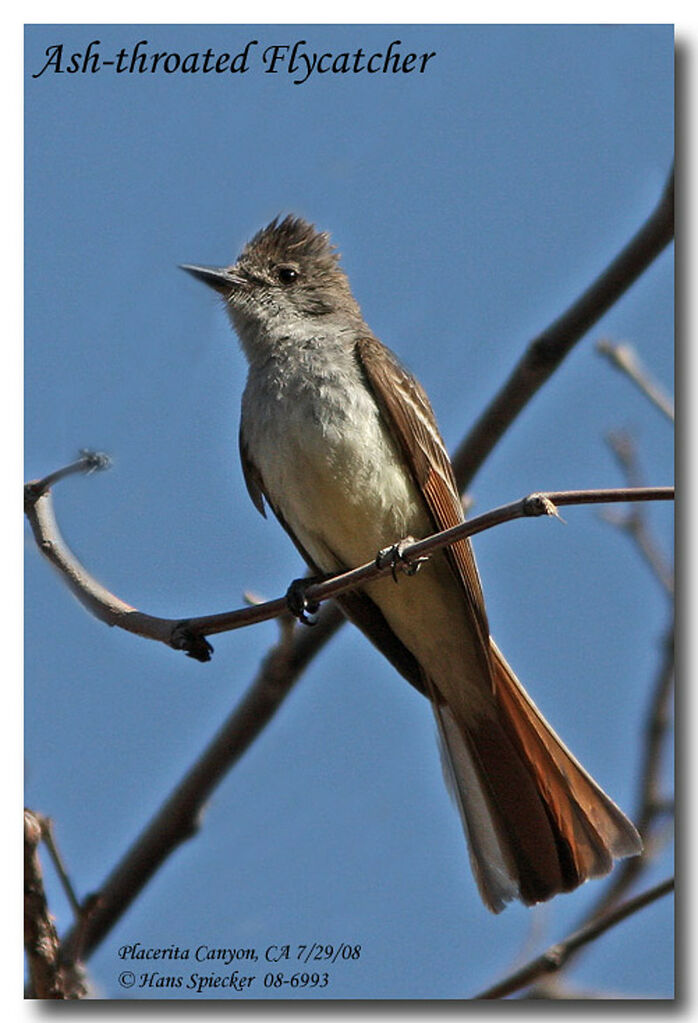 Ash-throated Flycatcher