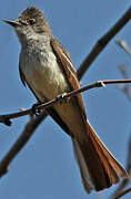 Ash-throated Flycatcher