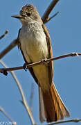 Ash-throated Flycatcher