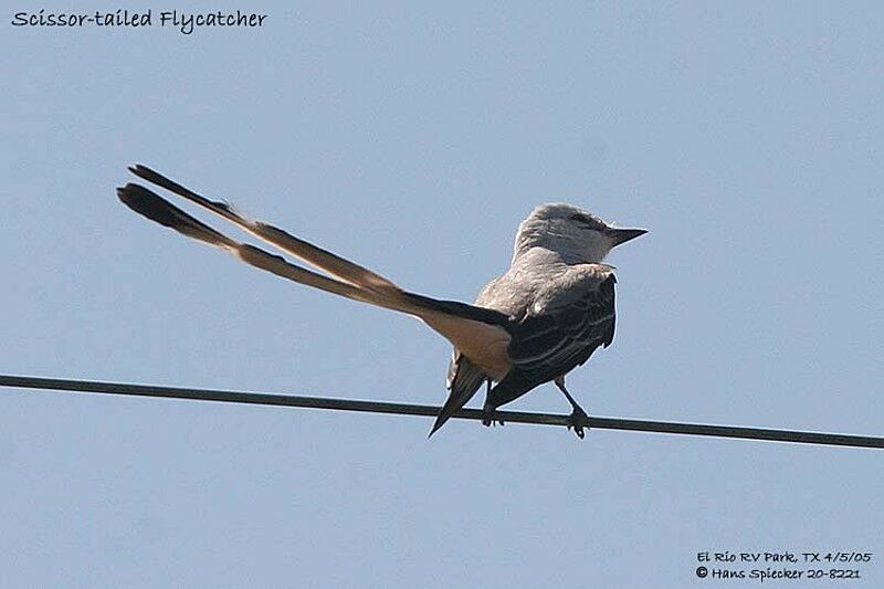 Scissor-tailed Flycatcher