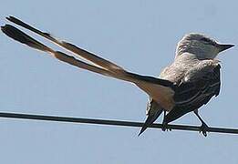 Scissor-tailed Flycatcher