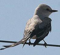 Scissor-tailed Flycatcher