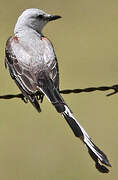 Scissor-tailed Flycatcher