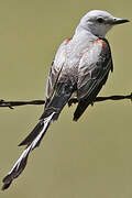 Scissor-tailed Flycatcher