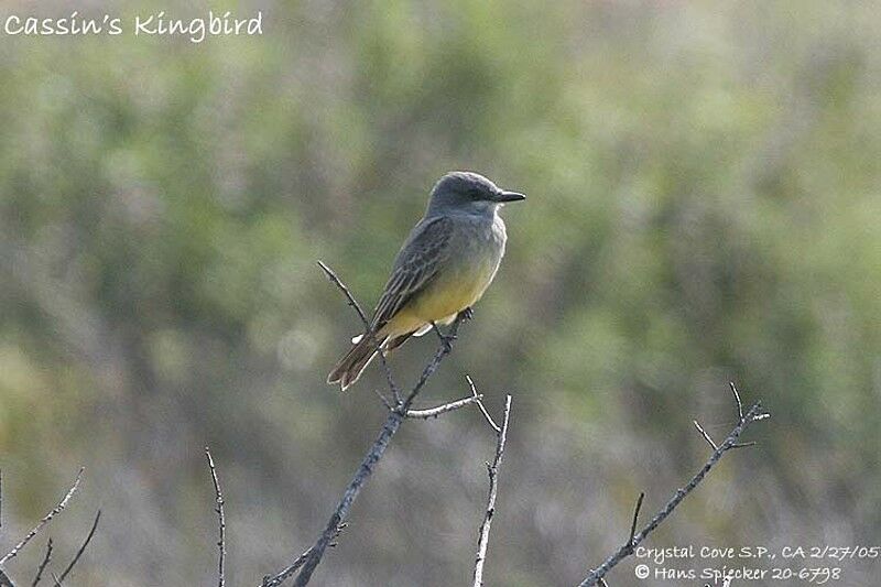 Cassin's Kingbird