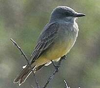 Cassin's Kingbird