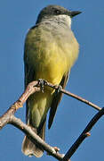 Cassin's Kingbird