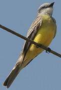 Couch's Kingbird