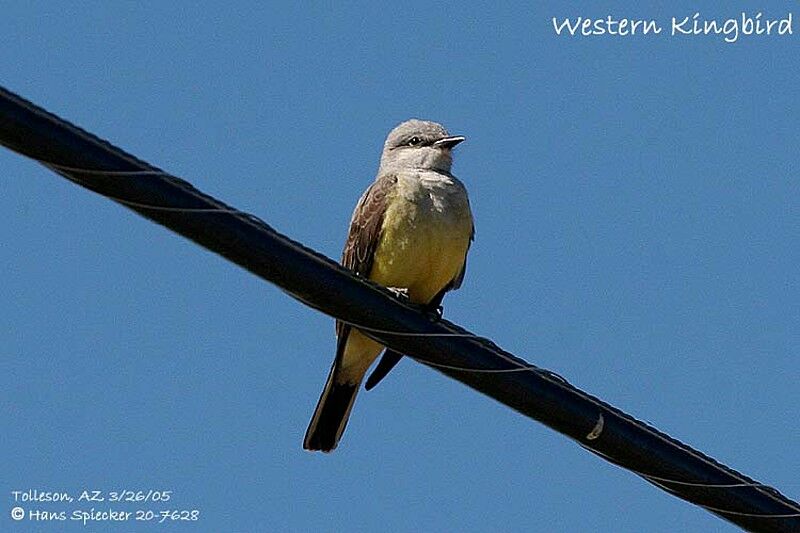 Western Kingbird