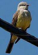 Western Kingbird