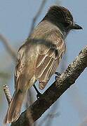 Brown-crested Flycatcher