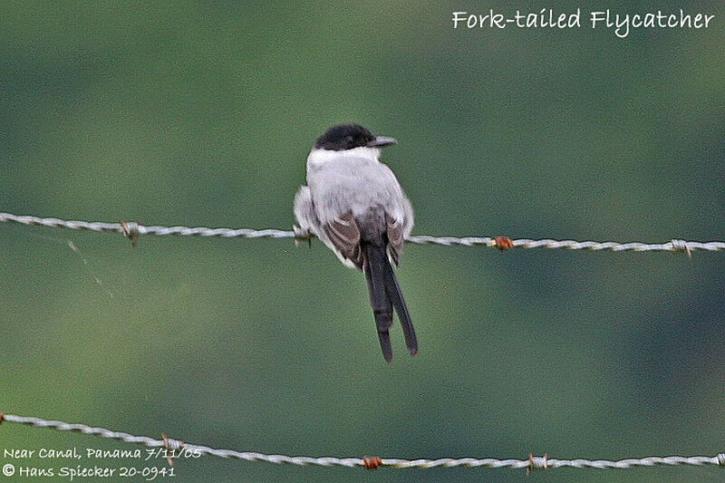 Fork-tailed Flycatcher