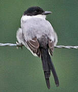 Fork-tailed Flycatcher