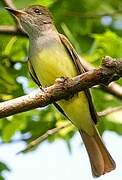 Great Crested Flycatcher