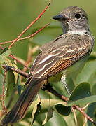 Great Crested Flycatcher