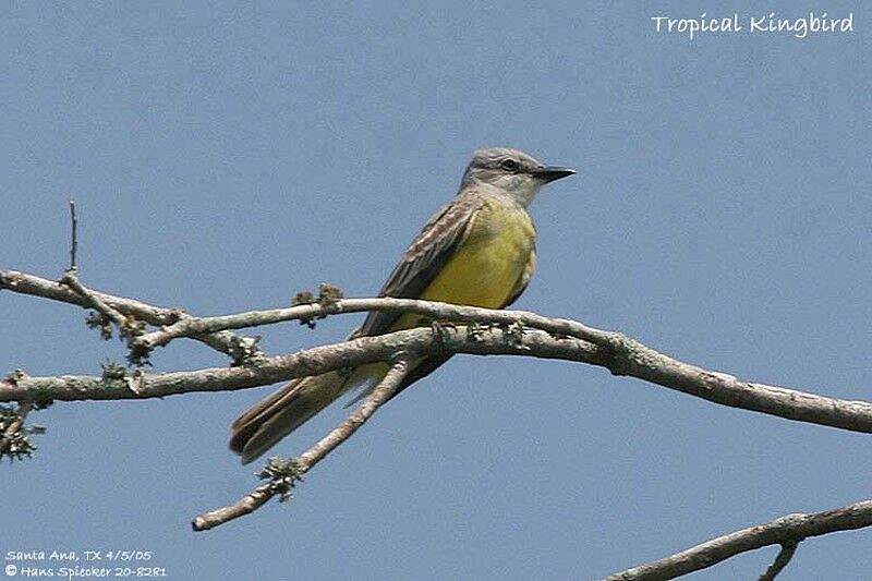 Tropical Kingbird