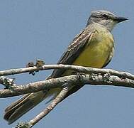 Tropical Kingbird