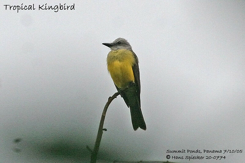 Tropical Kingbird