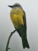 Tropical Kingbird