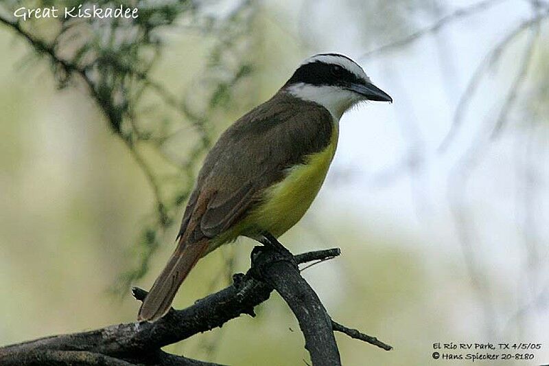 Great Kiskadee