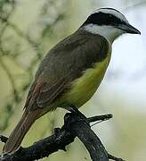 Great Kiskadee