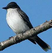 Eastern Kingbird