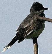 Eastern Kingbird