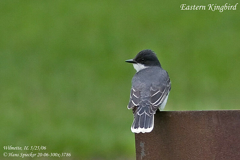 Eastern Kingbirdadult