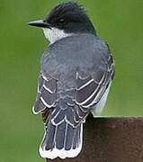 Eastern Kingbird