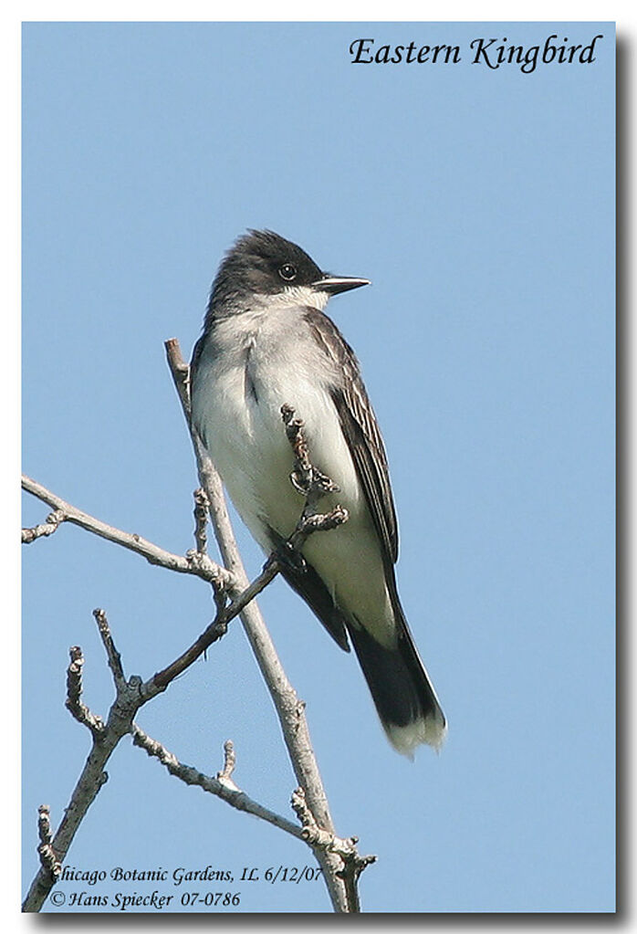 Eastern Kingbirdadult