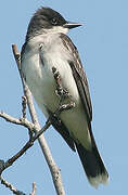 Eastern Kingbird