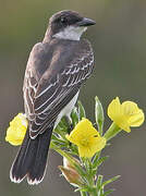 Eastern Kingbird