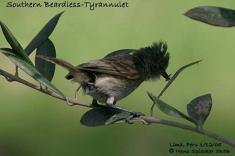 Southern Beardless Tyrannulet