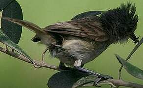 Southern Beardless Tyrannulet